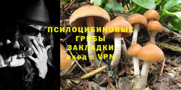 стаф Аркадак